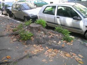 Moncone di albero a via Aimome