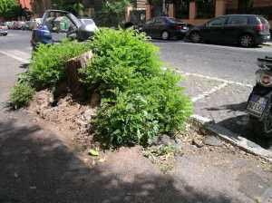 Moncone di albero a via Aimone