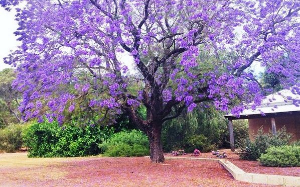 17/12/2016 Jacaranda a Piazza Vittorio