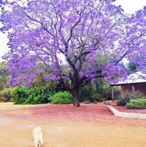 15420948_1848575028711235_1266251130054158163_n