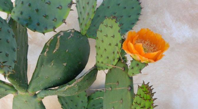 24 novembre 2017 “Esquilino Succulento” aperitivo presso Slow Food Roma