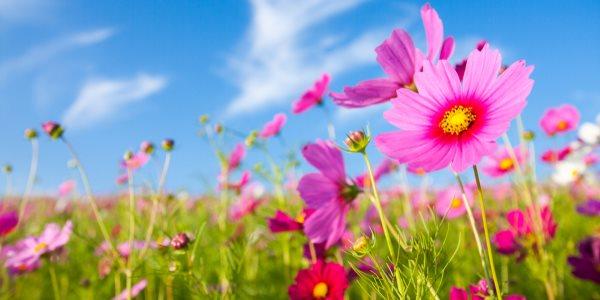 24 marzo 2018 “Festa di primavera” nel Giardino del Mercato Esquilino