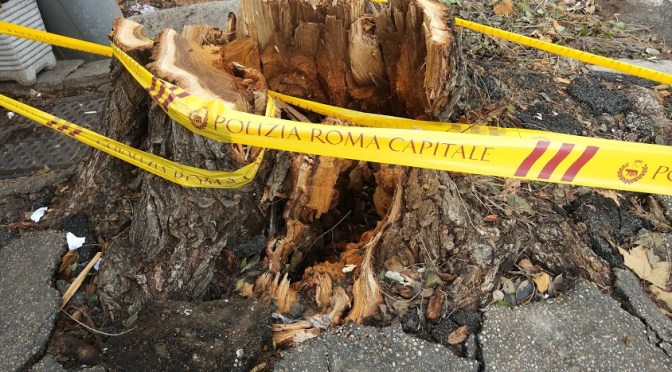 All’incrocio tra viale Manzoni e via Giolitti addio all’albero che era lì da decenni