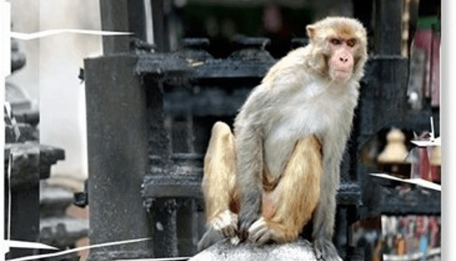 31 gennaio 2020 “Festa Romana – Animali non addomesticabili” all’Apollo 11