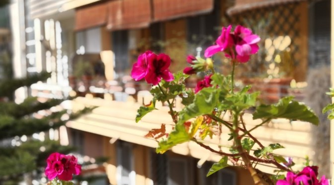 #IoRestoACasa ma esploro il balcone…