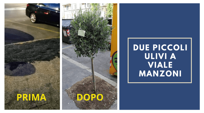 Una lodevole iniziativa a viale Manzoni. Residenti ed esercenti piantano 2 piccoli ulivi