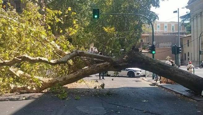 SOS per gli alberi di via Merulana