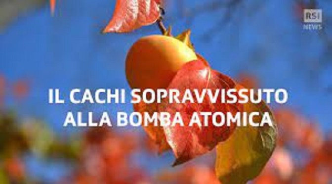 Un albero all’Esquilino contro la follia nucleare