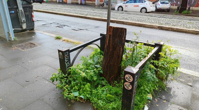 Gli alberi di via di Porta Maggiore: finalmente nel 2023 un piano di plantumazione