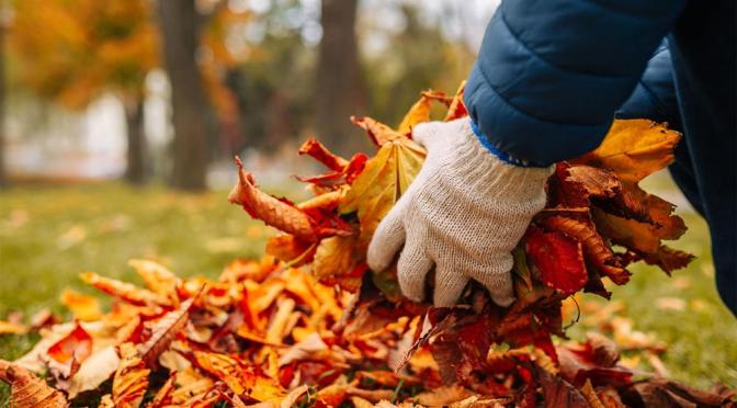 Il piano della raccolta delle foglie secche nel I Municipio per il mese di gennaio 2024