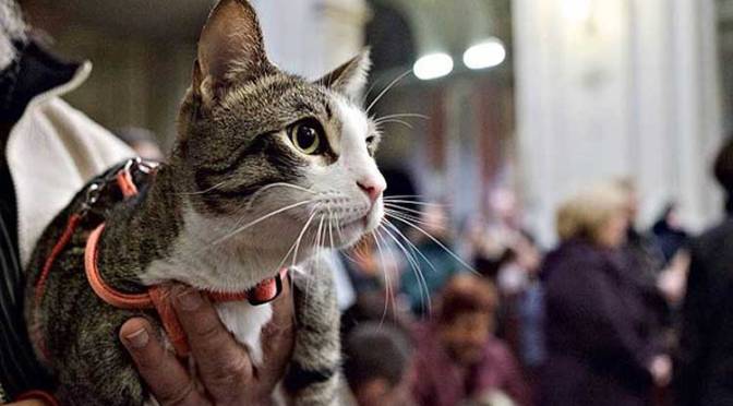 17/1/25 Tradizionale benedizione degli animali domestici presso la chiesa di Sant’Eusebio